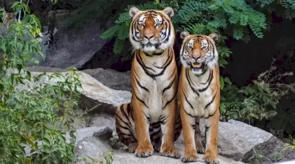 Optical Illusion, Optical Illusion Pictures, Optical Illusion Viral Picture, Optical Illusion Animal Picture, ஆப்டிகல் இல்யூஷன், ஆப்டிகல் இல்யூஷன் படம், ஆப்டிகல் இல்யூஷன் விலங்கு, ஆப்டிகல் இல்யூஷன் வைரல், ஆப்டிகல் இல்யூஷன் சவால், வைரல் படம், Optical Illusion Viral Photos, Optical Illusion Latest, about optical illusion, Optical Illusion photos, Optical Illusion pictures, Optical Illusion images