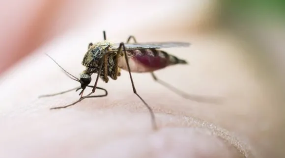 dengue