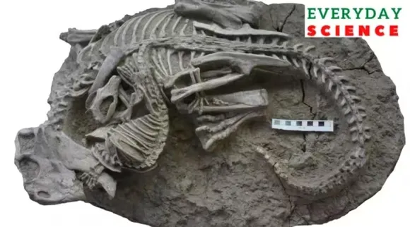 Dinosaur, mammal, mammal hunt dinosaur, சிறிய பாலூட்டிகள் டைனோசர்களை வேட்டையாடியதா, புதிய ஆய்வு கூறுவது என்ன, dinosaur fossil, china, hunting habits