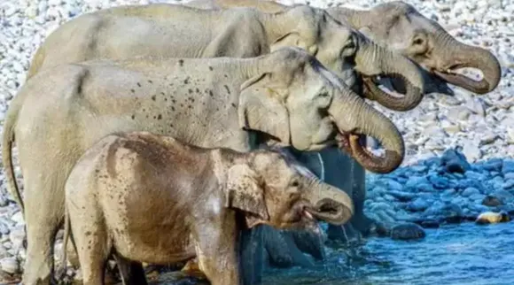 Optical Illusion, Optical Illusion Pictures, Optical Illusion Viral Picture, Optical Illusion Animal Picture, ஆப்டிகல் இல்யூஷன், ஆப்டிகல் இல்யூஷன் படம், ஆப்டிகல் இல்யூஷன் வைரல், ஆப்டிகல் இல்யூஷன் சவால், Optical Illusion Viral Photos, Optical Illusion Latest, about optical illusion,Optical Illusion photos, Optical Illusion pictures, Optical Illusion images