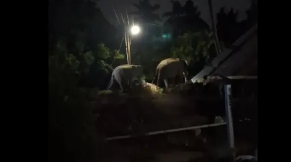 Elephants wandering video, Elephants video, Elephants wandering at people residents area video, Elephants wandering Chinnaru in Coimbatore video goes viral, சின்னாற்றுப் பகுதியில் மாலை நேரங்களில் ஊருக்குள் உலா வரும் காட்டு யானைகள், பொதுமக்கள் அச்சம், Elephants wandering at residents area, Elephants Chinnaru in Coimbatore video goes viral