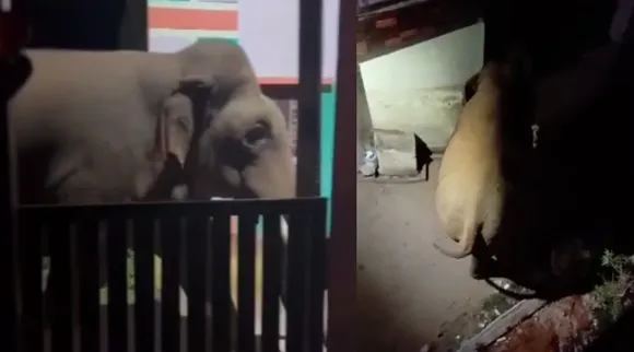 Coimbatore: wild elephant entered thadagam town midnight - video