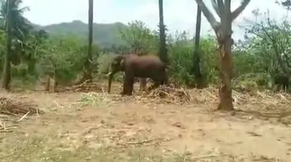 Coimbatore farmers request catch makhna elephant Tamil News
