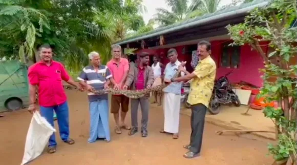 coimbatore: 8 feet mountain snake caught forest dpt Tamil News
