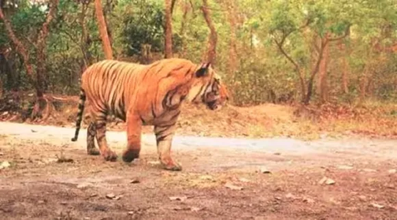 wildlife crime