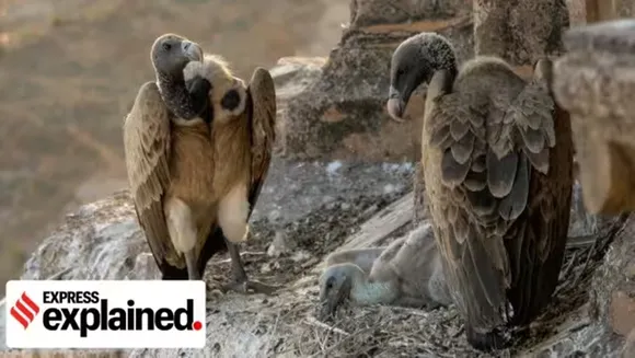 Bird species plummeting in India says new report What are the major threats to them