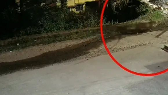 Leopard walks in Valparai Government Hospital