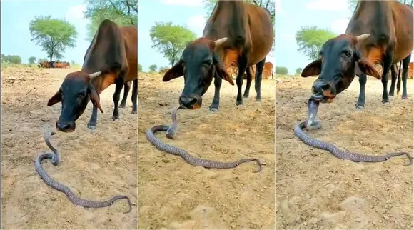 Cow and Snake close friends, cow snake friends, cow and snake becomes friends video, பசு - பாம்பு ஃபிரண்ட்ஸ் ஆன அதிசயம், பசு - பாம்பு ஃபிரண்ட்ஸ் ஆன வைரல் வீடியோ, பசு - பாம்பு வைரல் வீடியோ, Cow and Snake friends video goes viral