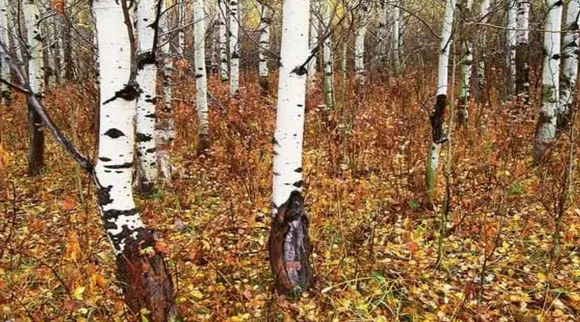 Optical Illusion, Optical Illusion Pictures, Optical Illusion Viral Picture, Optical Illusion Animal Picture, Optical Illusion Viral Photos, ஆப்டிகல் இல்யூஷன், ஆப்டிகல் இல்யூஷன் சவால், ஆப்டிகல் இல்யூஷன் படம், ஆப்டிகல் இல்யூஷ வைரல், Optical Illusion Latest, about optical illusion,Optical Illusion photos, Optical Illusion pictures, Optical Illusion images