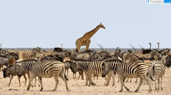Optical Illusion, Optical Illusion Pictures, Optical Illusion Viral Picture, Optical Illusion Animal Picture, ஆப்டிகல் இல்யூஷன், ஆப்டிகல் இல்யூஷன் படம், ஆப்டிகல் இல்யூஷன் சவால், ஆப்டிகல் இல்யூஷன் வைரல், Optical Illusion Viral Photos, Optical Illusion Latest, about optical illusion, Optical Illusion photos, Optical Illusion pictures, Optical Illusion images