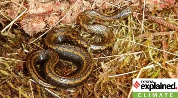 snake, harrison ford, Tachymenoides harrisonfordi, புதிய பாம்பு இனத்திற்கு ஹாரிசன் ஃபோர்டு பெயர் சூட்டப்பட்டது ஏன், இந்தியானா ஜோன்ஸ், ஹாரிசன் ஃபோர்டு, Indiana Jones Harrison Ford snake named, express explained, Tamil indian express