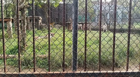 Optical Illusion, Optical Illusion Pictures, Optical Illusion Viral Picture, Optical Illusion Animal Picture, ஆப்டிகல் இல்யூஷன், ஆப்டிகல் இல்யூஷன் சவால், ஆப்டிகல் இல்யூஷன் படம், யானையைக் கண்டுபிடிக்க முடியுமா, யானை, சிங்க, புலி, பாம்பு, Optical Illusion Viral Photos, Optical Illusion Latest, about optical illusion,Optical Illusion photos, Optical Illusion pictures, Optical Illusion images