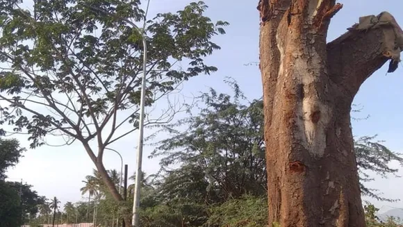 Two royal trees weighing 15 tonnes and 7 tonnes were replanted today