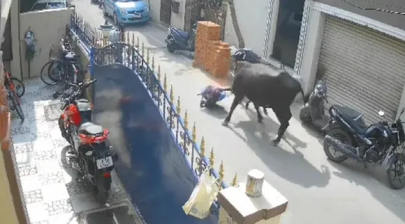 chennai cow attack