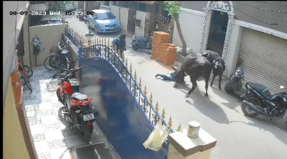 Heartbreaking video, warning disturbing video, cow hit a girl in Chennai Heartbreaking video, சென்னையில் சிறுமியை கொடூரமாக மூட்டிய மாடு, மாடு முட்டி சிறுமி படுகாயம், நெஞ்சை பதற வைக்கும் வீடியோ, cow hit a girl in Chennai, Heartbreaking video