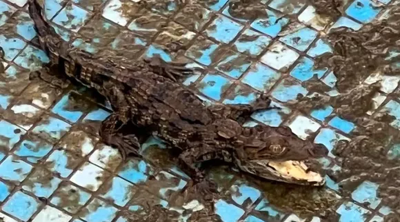 crocodile
