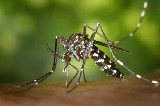 ஜிகா வைரஸ் பற்றி நீங்கள் தெரிந்து கொள்ள வேண்டிய அனைத்தும்