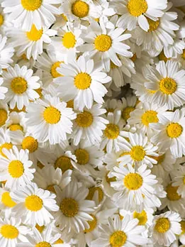 istockphoto-516554028-612x612 (1)