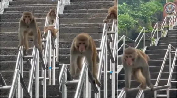 monkey viral video, monkies viral video, viral video, வைரல் வீடியோ, குரங்குகள் சறுக்கி விளையாடும் வீடியோ, social media viral video