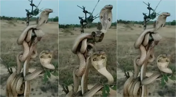 Optical Illusion, Optical Illusion Pictures, Optical Illusion Viral Picture, Optical Illusion Animal Picture, ஆப்டிகல் இல்யூஷன், ஆப்டிகல் இல்யூஷன் படம், Optical Illusion Viral Photos, Optical Illusion Latest, about optical illusion,Optical Illusion photos, Optical Illusion pictures, Optical Illusion images