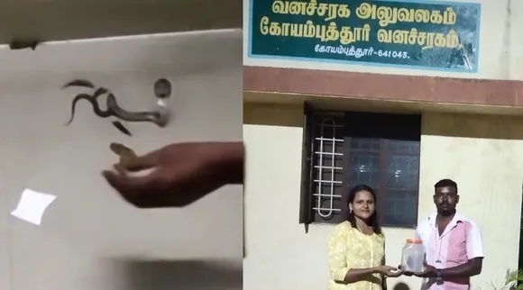 Coimbatore: Women snake catcher catch Baby cobra - video Tamil News