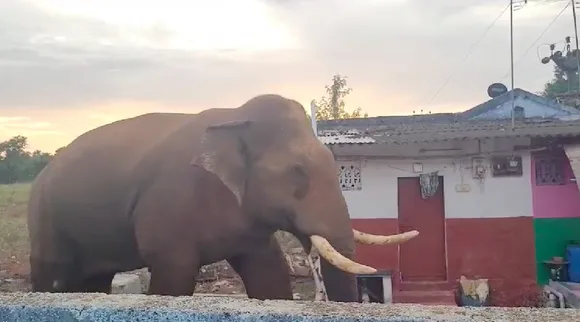 Coimbatore: Baahubali Wild Elephant return after 5 months - video Tamil News