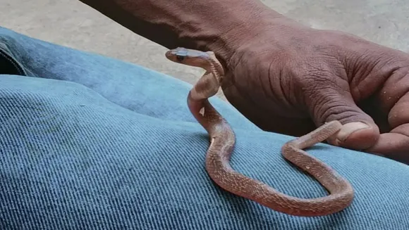 snake hatchlings have started hatching in Cuddalore