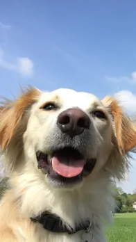 doggy