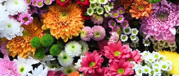 flowers