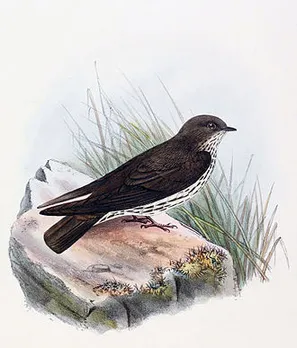 bird