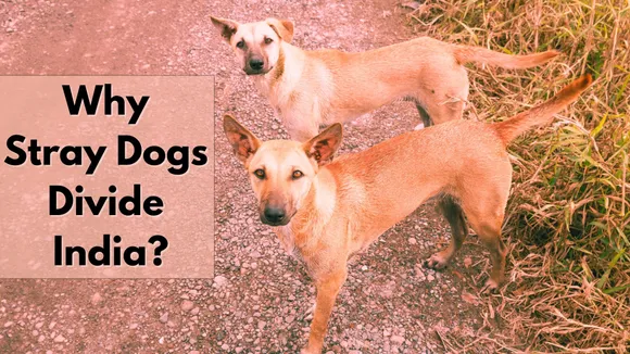 Stray dogs and society