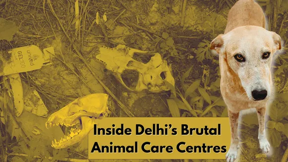 Delhi’s Horrific Animal Care Reality