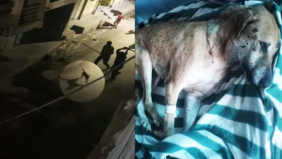 Man-Animal Conflict On The Rise In Delhi-NCR