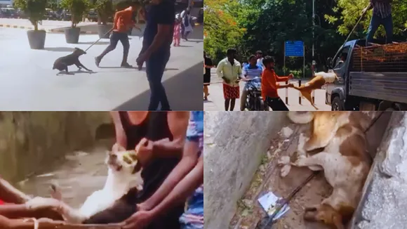 G20 Summit | Animal Cruelty