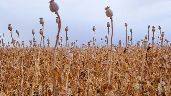 Poppy cultivation