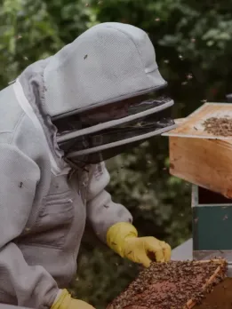 Career opportunities in Entomologist Entomologist careers Research expert They study insect evolution and human-insect interactions. Consultant Entomologists study, report, and identify insects. Insect and public health advice. Beekeeper Beekeepers are apiarists. Zookeeper Zookeepers tend animals. Entomologists study beetles, ants, and worms. Naturalists help nature centres protect wildlife and educate visitors. Chemical tech Entomological chemical technicians use chemical synthesis to attract or repel insects. Pathology associate Insect-transmitted diseases are pathologists' main focus. Forensic technician Examine crime scene evidence. Professor They can teach insects in universities. Microbiologist Virology, immunology, bacteriology, and parasitology expertise. Clinical, environmental, research, and educational labs use them.