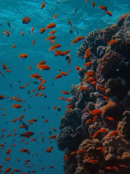 Career opportunities in Environmental Scientist Environmental educator Work in a zoo, high school, or environmental organisation. Wildlife biologist Biologists study wildlife. They study ecosystems. Environment Scientist Natural science protects the environment and human health. Conservation Officer Conservationists protect the environment and wildlife. Meteorologist Meteorologists monitor atmospheric conditions. Air Pollution Analyst Analyzers reduce air pollution. They test air pollution. Recycle Officer Environmentalists preserve natural resources. Averages $60,179. EHS Officer They educate businesses on human and environmental health and safety regulations. Aquatic Scientist They test lab, field, and drinking water for contaminants. Ecological Engineer Environmental engineers clean water and manage waste.