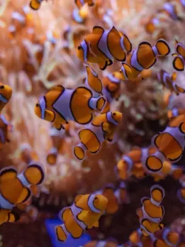 Career opportunities in Fishery Scientist Fishery Consultant Aquaculture experts manage retail and wholesale fish farming. Fisheries Techs They also evaluate fish health. Fishing watchers Research, conservation, and the marine fisheries board study commercial fisheries. Aquaculture Tech They help government scientists monitor public lakes, rivers, and recreational sites. Fishing Officer Fishery protection officers safeguard seafood and fisheries. Fishery Manager Fishery managers oversee fisheries and chicken coops. Fisheries Officers oversee aquaculture, marine life, and fishing nationwide. Environmentalists study marine fish populations and aquaculture. Biology technician Biologists study fishing, aquaculture, and hatcheries. A fish hatchery manager handles administrative and maintenance tasks.