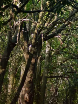 Career opportunity in Forester Forester career Forestry advisor Forestry consultants appraise and buy land. Environmental scientist Environmentalists protect forests and ecosystems. Wildlife biologist Wildlife biologists worry about animal health. Silviculturist Foresters study trees. They record standing timber type, species, and availability. Conservationist professor Conservation science professors train foresters, conservationists, and others. Logger Loggers fell trees, categorise wood, and manage forests. Forester Foresters protect land and trees. Amenity gardener Amenity horticulturists maintain the city's parks, trees, and green spaces. Forest ranger Wardens maintain federal and state parks and forests. Wildfire fighter Wildfire fighters control and prevent wildfires.