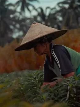 Career opportunities in Horticulturist Horticulturist jobs Gardening therapist Horticultural therapists treat various ailments with plants. Garden manager Park and garden horticulturists grow commercial plants. Ag engineer Agricultural engineers innovate land preparation, planting, and harvesting methods. Forester Foresters cut and maintain trees. Garden designer Landscape architects enhance parks, landmarks, gardens, and homes. Irrigation tech Irrigation experts install and maintain systems to water crops, parks, gardens, and other green spaces. Horticulturist Horticulturists boost plant yield, taste, and size. They study diseases, pests, and plants. Nursery worker Open-air nurseries grow plants, trees, and flowers. Lawn specialist Lawn care professionals mow their customers' lawns. Farmer A farmer plants and harvests food.