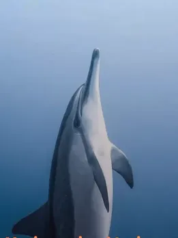 Career opportunities in Marine scientist Marine scientist jobs Marine conservation Marine conservationists protect marine life. Marine science technician Marine science research technicians aid researchers. Aquarist Aquarists tend fish and invertebrates.Clean tanks, feed animals, enrich them. Aquaculture tech Aquaculturists raise fish and marine plants for food, pets, and research. Marine trainer Aquariums, zoos, and theme parks hire marine animal trainers. Ecological planner Environmental planners ensure compliance in residential and commercial developments. Water manager Aquatic land managers clean and protect aquatic and land activities. Oceanographer Oceanographers study how humans and the environment affect water bodies. Marine science professor Marine science professors teach college students. Marine biologist Marine biologists examine a pop