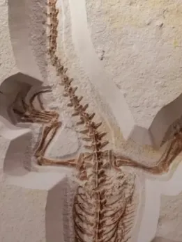 Career Opportunities in Geology Engineering Geologist They study the features of rock, sediments, and soil beneath man-made constructs like highways, bridges, and dams. Environmental Geologists They are involved in the prediction of natural hazards like storms, erosion, landslides, and earthquakes. Geology Professors In colleges and universities, They teach geology courses as well as conduct research. Marine Geologists investigate the physical, chemical, and biological sorting of sediments and rocks released on ocean floors. Petroleum Geologists They search for and assist in the production of petroleum and natural gas from sedimentary rocks. Volcanologists This includes examining volcanoes, eruptions, and deposits and forecasting volcanic eruptions. Seismologists Explore earthquakes to understand the physical procedures involved and also to interpret the Earth's interior structure. Structural Geologist Folding, fracture, and deformation are being studied, along with how these link to g