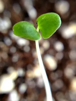 seed