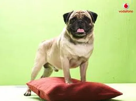 pug