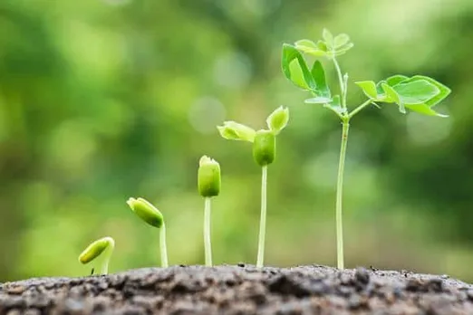 grows