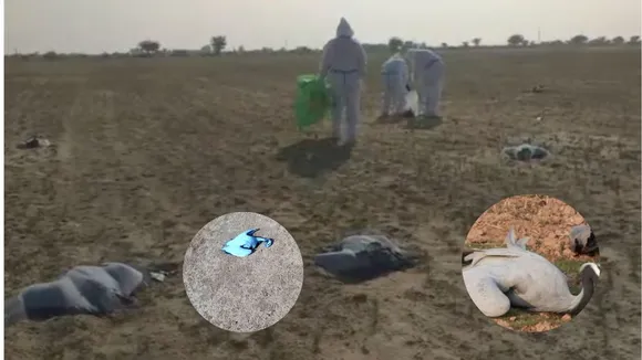 बर्ड फ्लू से 33 कुरजां पक्षियों की मौत