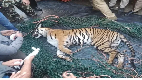 बाघ