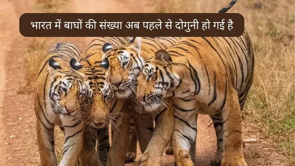 Indian Tigers