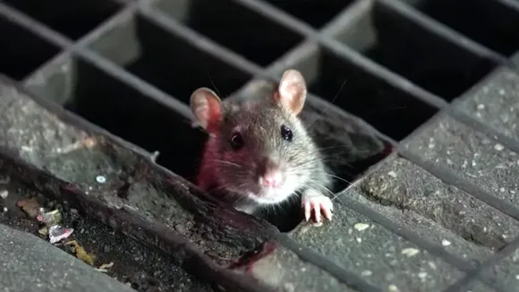 Rat Storm