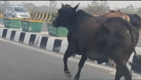 वायरल वीडियो 